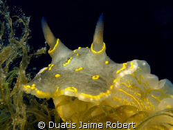 Foto Macro de este maravilloso animal by Duatis Jaime Robert 